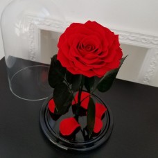 Красная роза в колбе