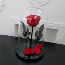 Красная роза в колбе №2